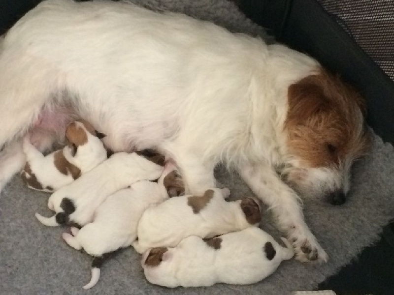 Des Rives Du Temps - Jack Russell Terrier - Portée née le 17/11/2016